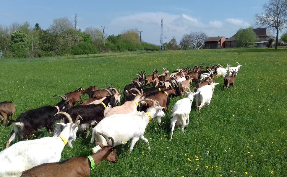 La ferme du Pic bois - Torchefelon